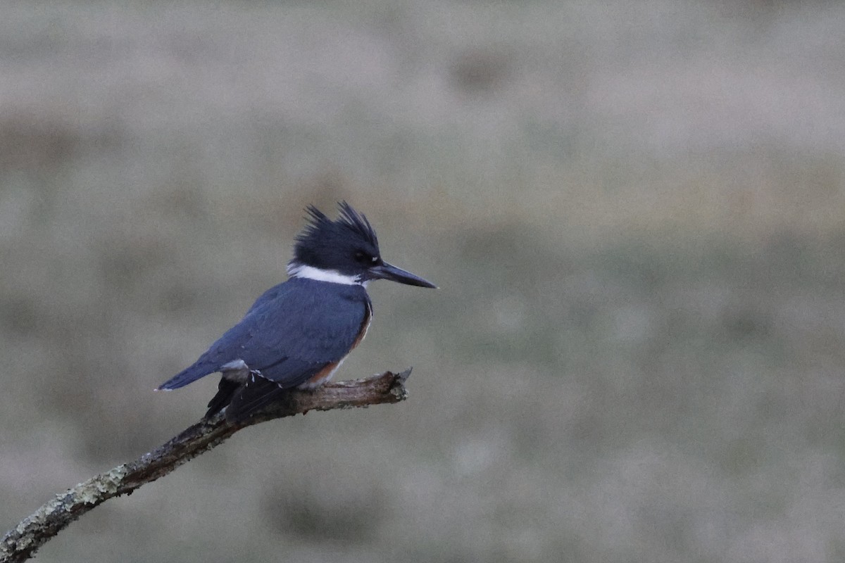 Belted Kingfisher - ML617308035