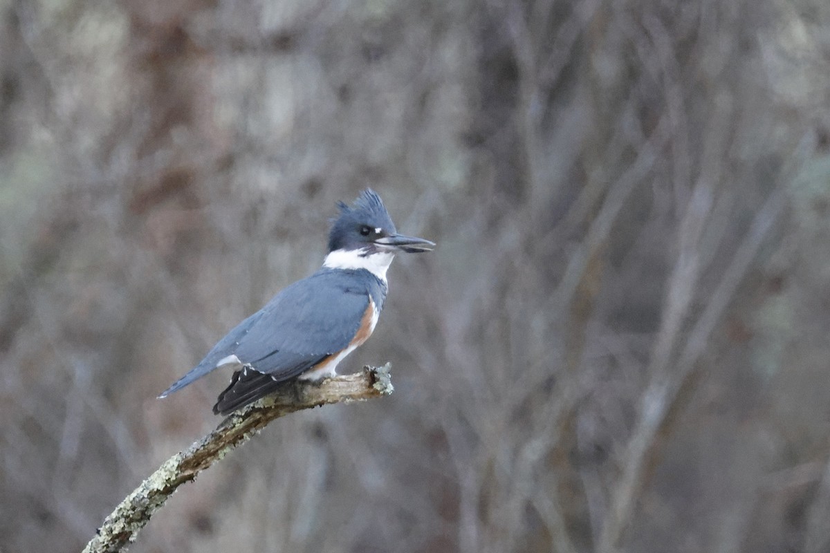 Belted Kingfisher - ML617308036