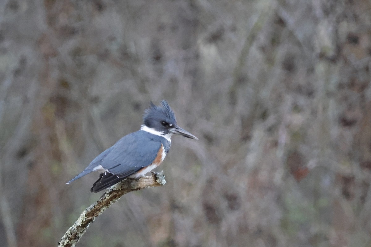 Belted Kingfisher - ML617308037