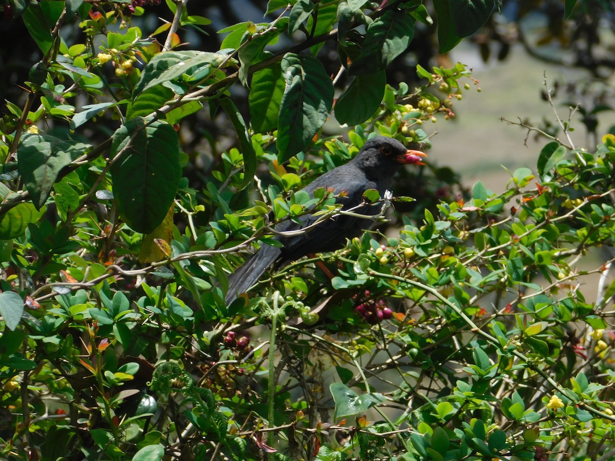 Indian Blackbird - ML617308173