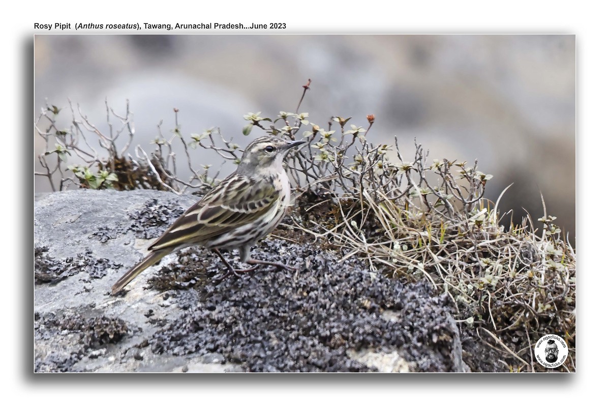 Rosy Pipit - ML617308272