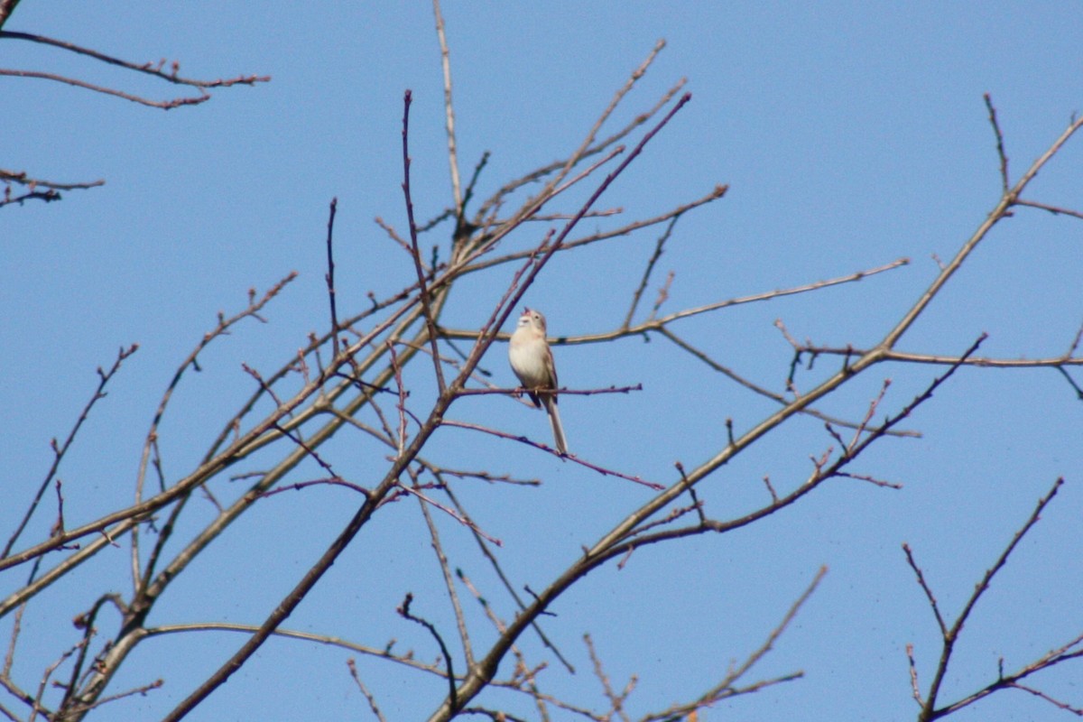 Field Sparrow - ML617308303