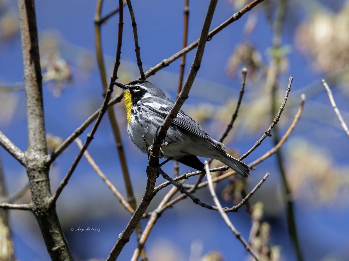 Yellow-throated Warbler - Amy Holloway