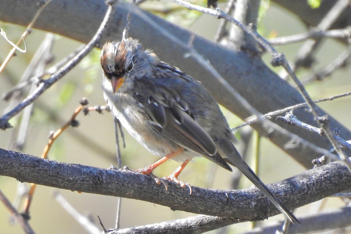 White-crowned Sparrow - ML617308645
