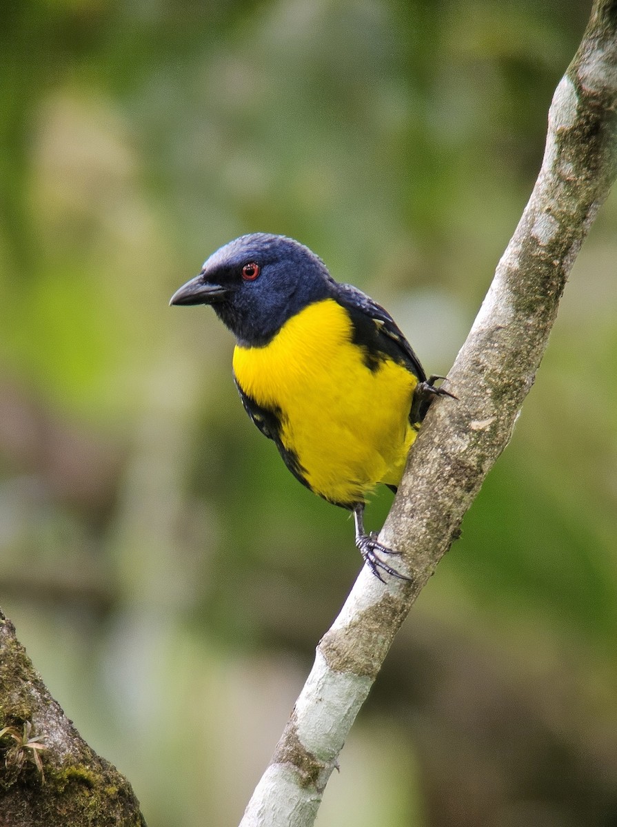 Blue-and-gold Tanager - ML617308655