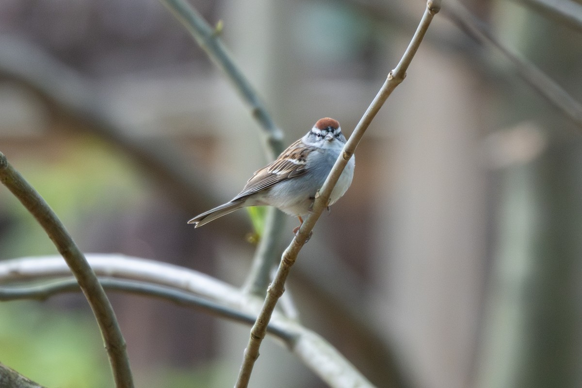 Chipping Sparrow - ML617308726