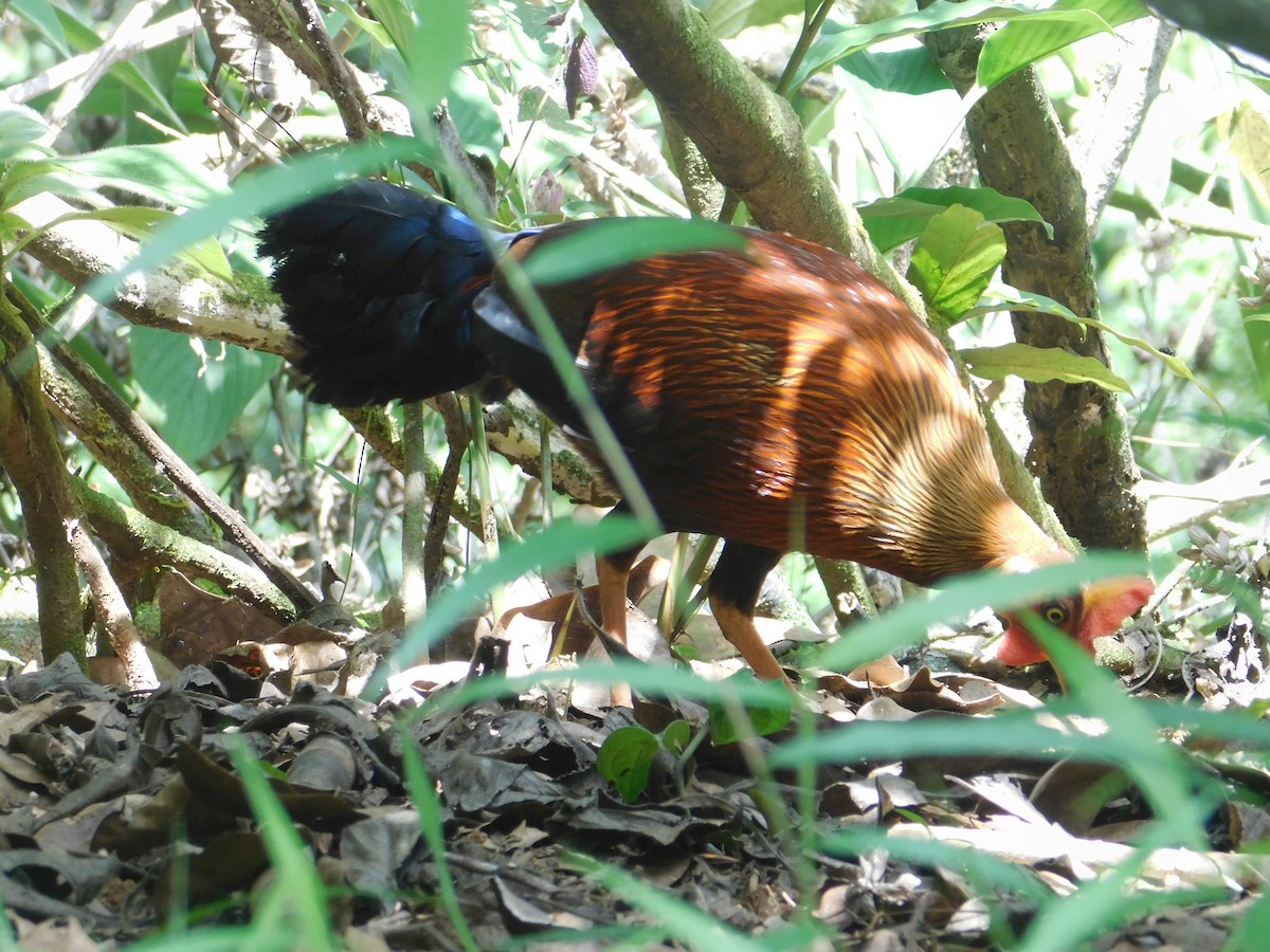 Sri Lanka Junglefowl - ML617308856