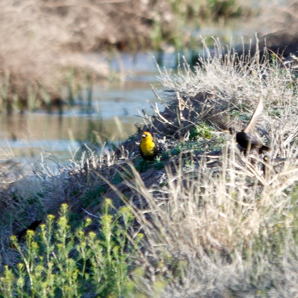 Yellow-headed Blackbird - ML617308907
