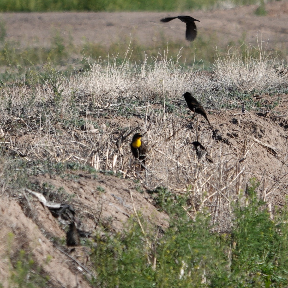 Yellow-headed Blackbird - ML617308908