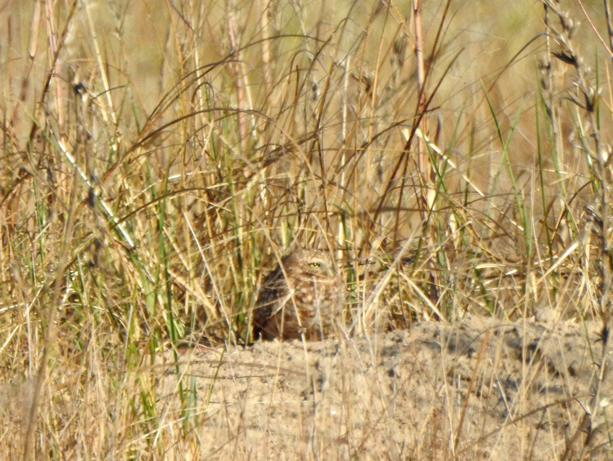 Burrowing Owl - Vinod Babu