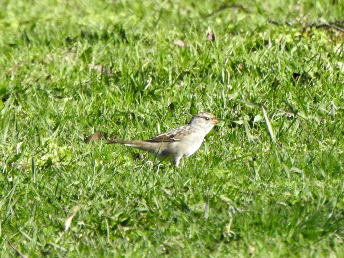 White-crowned Sparrow - Vinod Babu