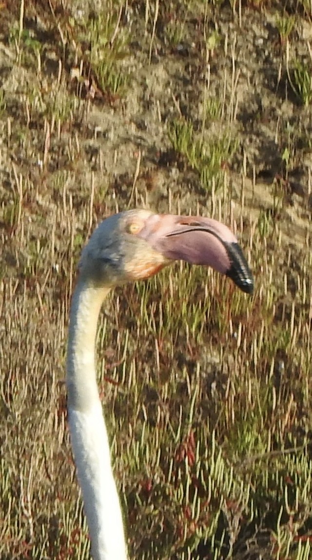 Greater Flamingo - ML617309010