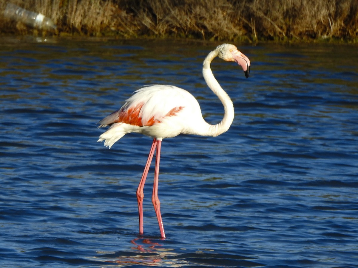 Greater Flamingo - ML617309011