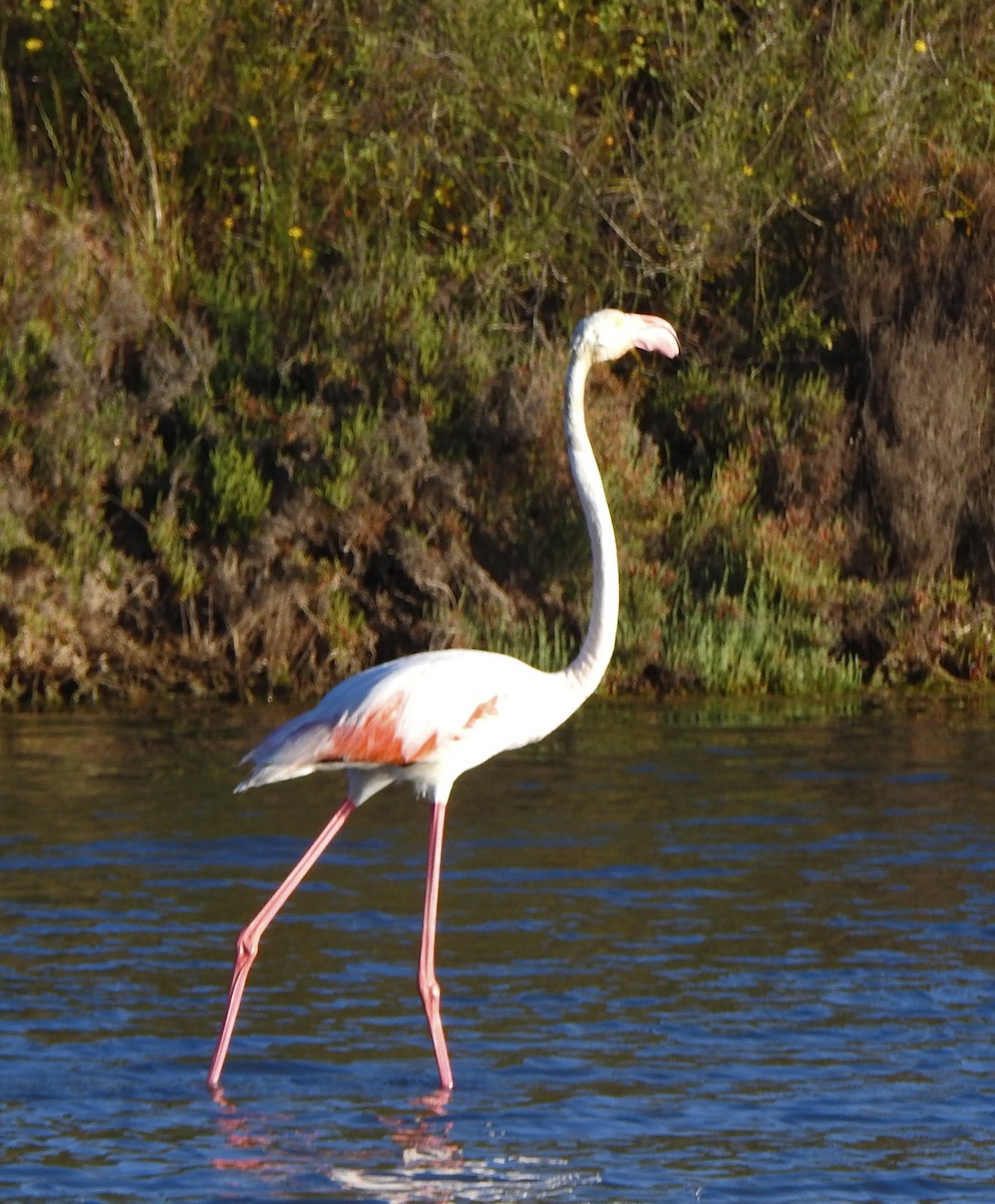 Greater Flamingo - ML617309012