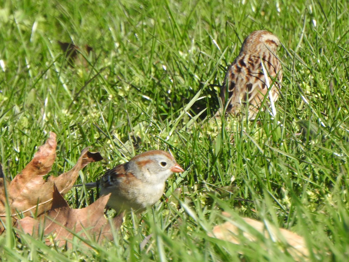 Field Sparrow - Vinod Babu