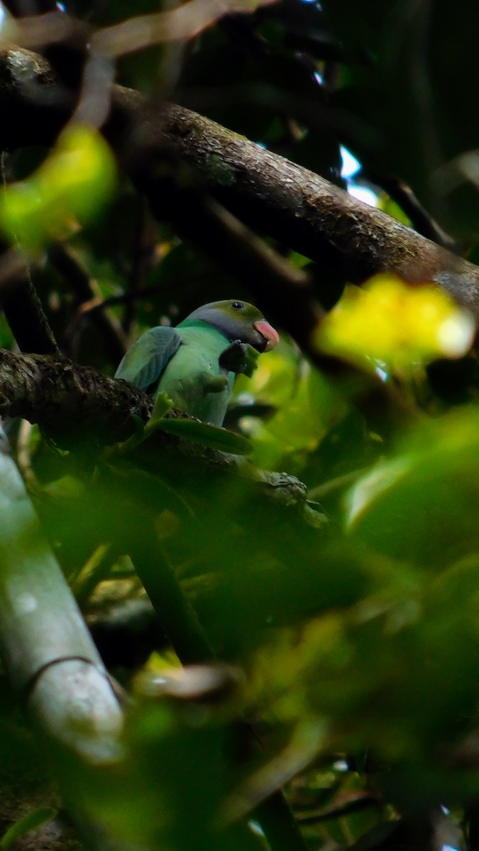 Папужець зеленошиїй - ML617309038