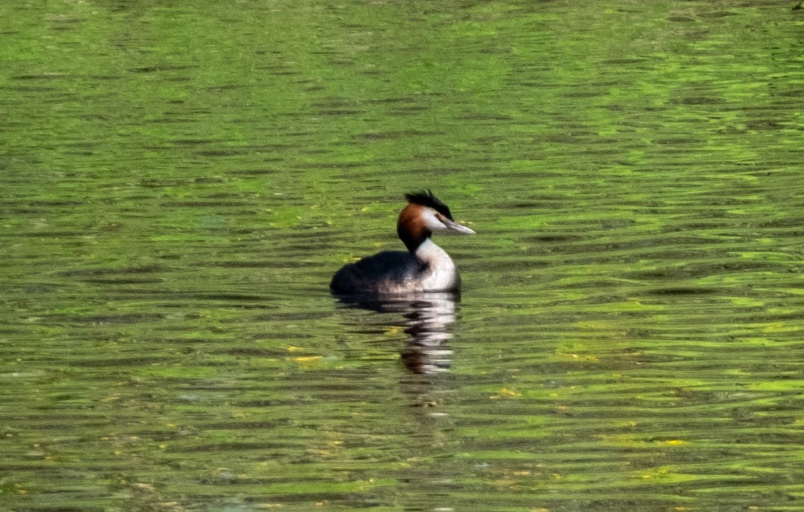 Great Crested Grebe - ML617309083