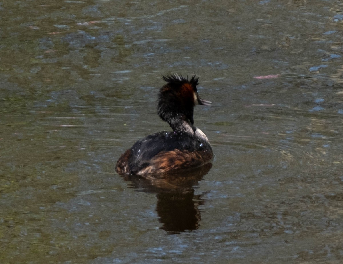 Great Crested Grebe - ML617309085