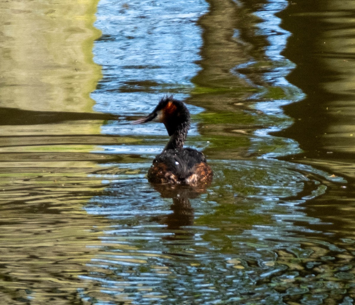 Great Crested Grebe - ML617309086