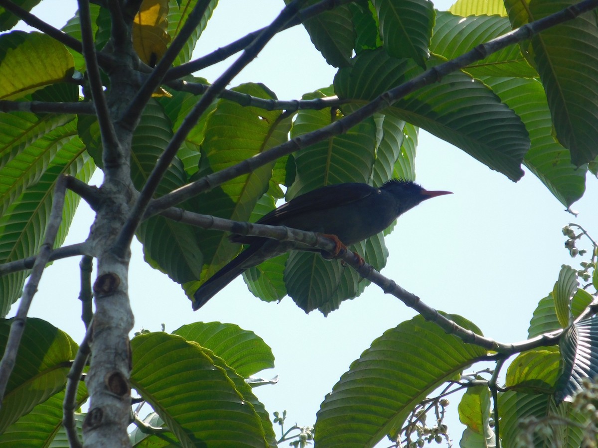 Square-tailed Bulbul - Chathura De Silva