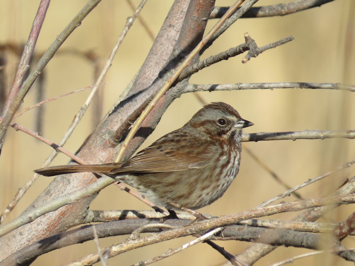 Song Sparrow - Sandy Proulx