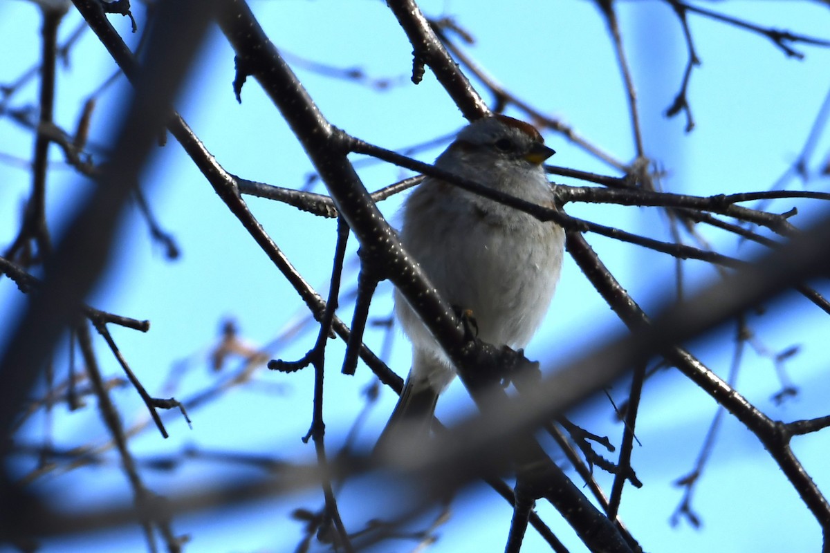 American Tree Sparrow - ML617309341
