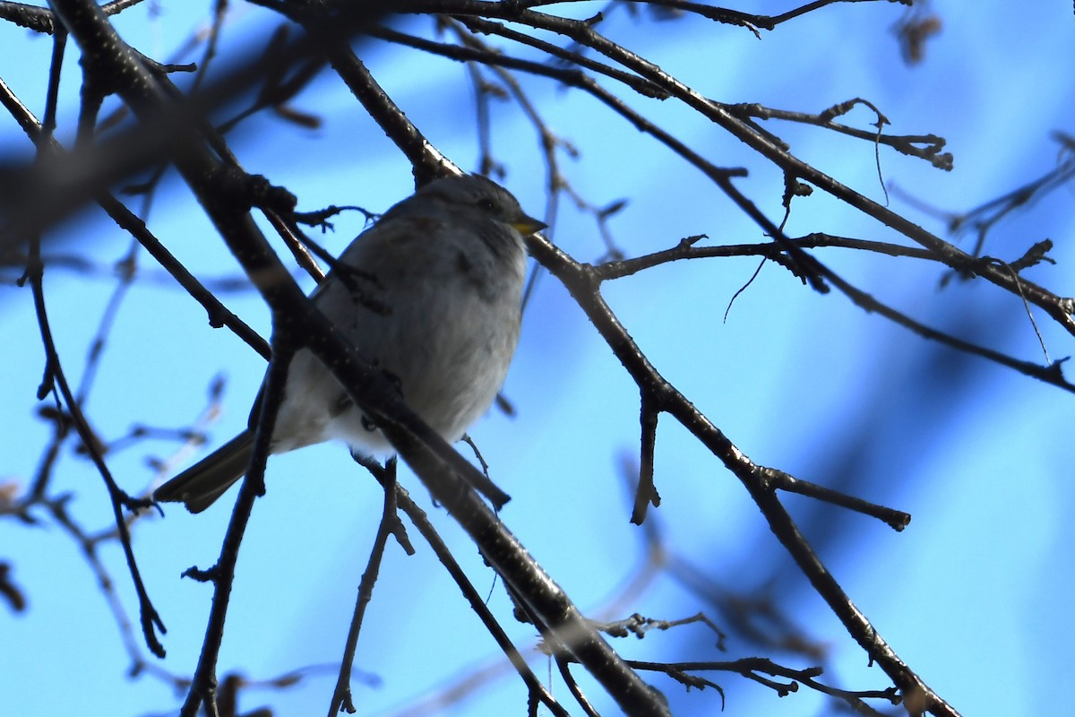 American Tree Sparrow - ML617309344