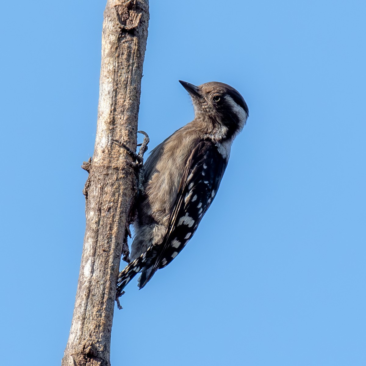 Brown-capped Pygmy Woodpecker - Kalyan Gantait