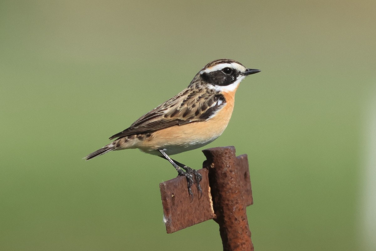 Whinchat - ML617309372