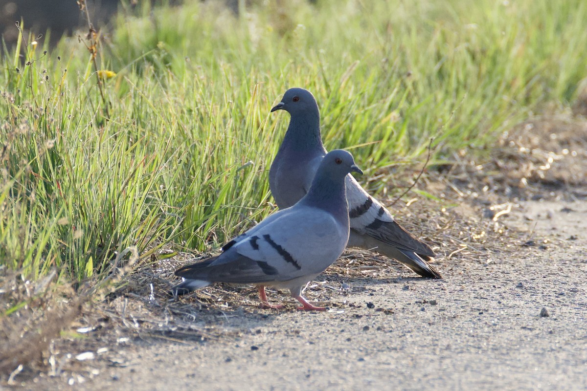 Pigeon des rochers - ML617309453