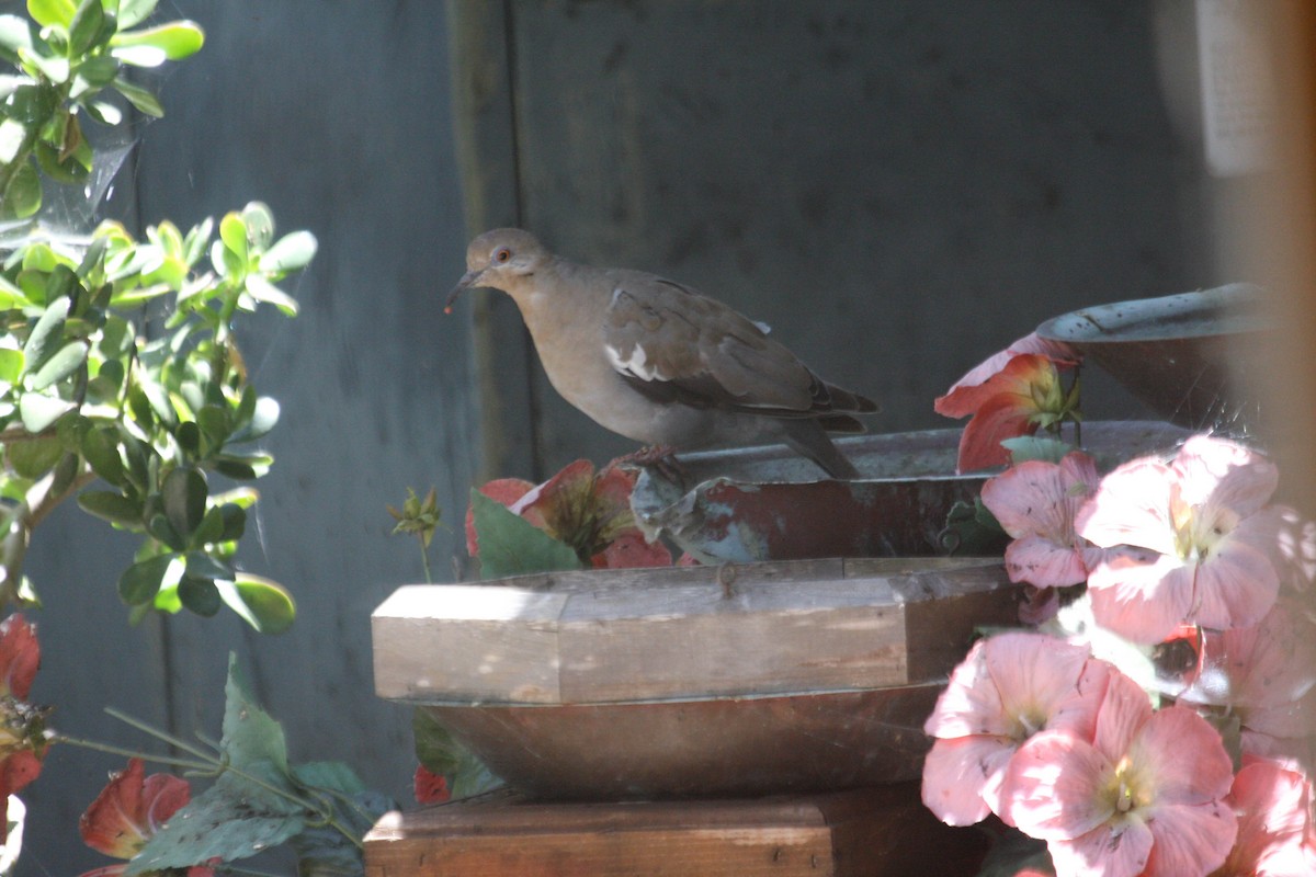 White-winged Dove - margeNdon thornton