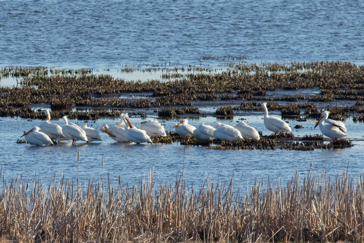 pelikán severoamerický - ML617309515