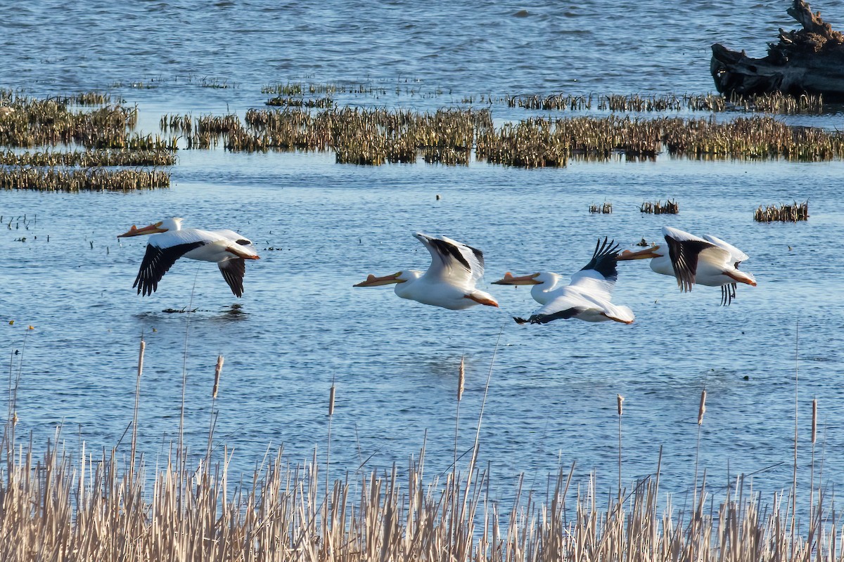 pelikán severoamerický - ML617309555