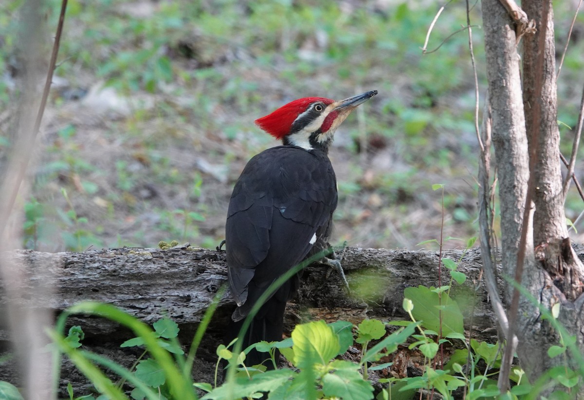 Pileated Woodpecker - ML617309575