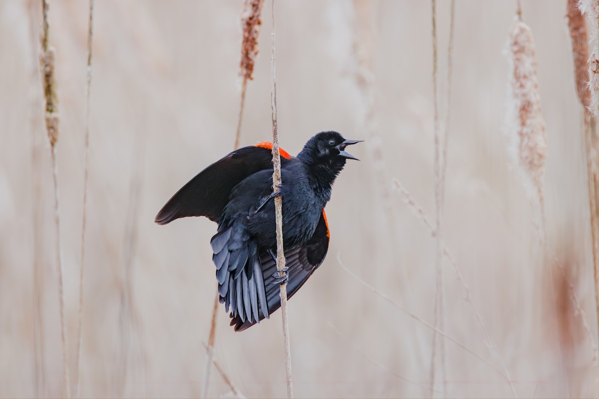 Red-winged Blackbird - ML617309589