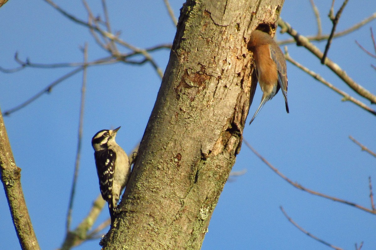 Downy Woodpecker - ML617309690