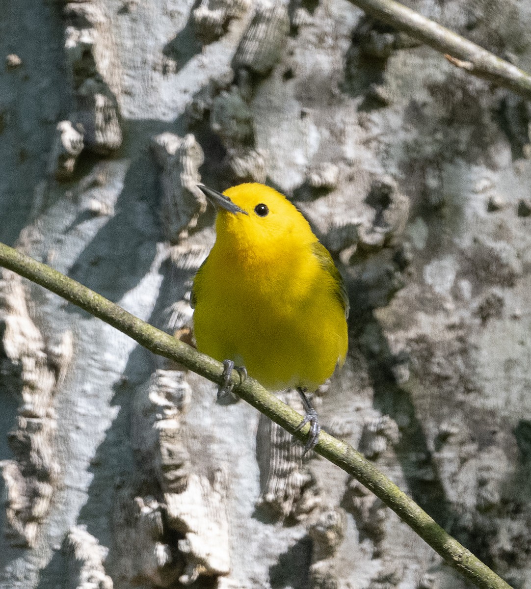 Prothonotary Warbler - ML617309707