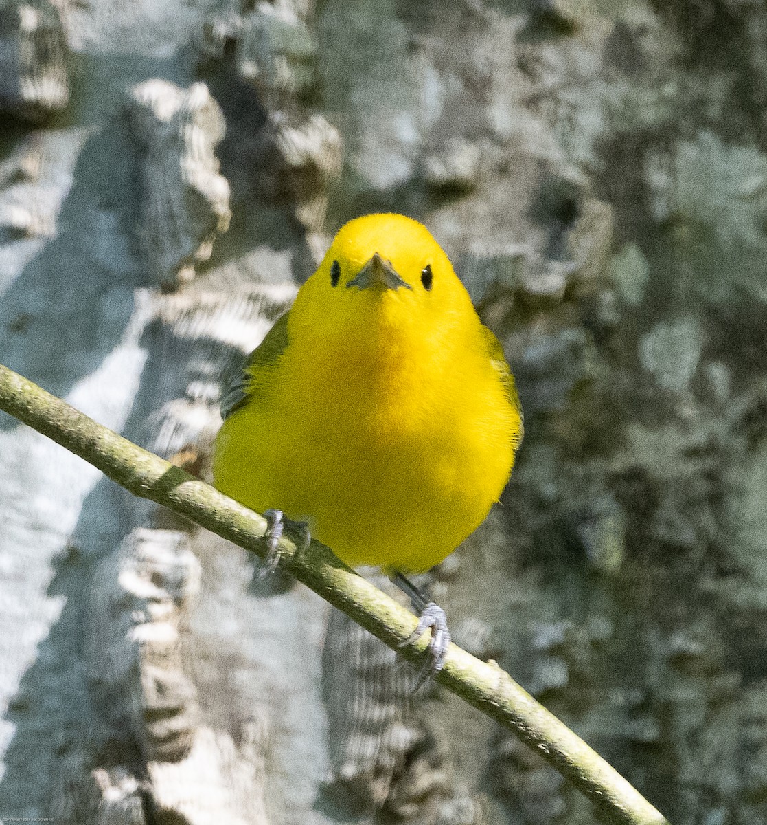 Prothonotary Warbler - ML617309708