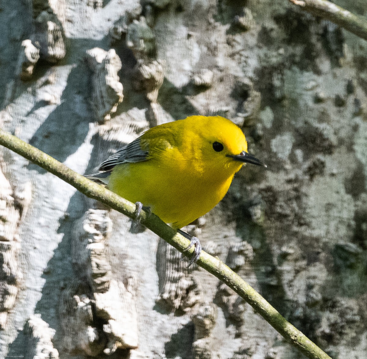 Prothonotary Warbler - ML617309709