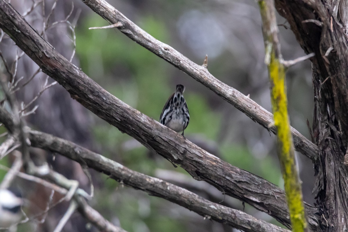 Black-and-white Warbler - ML617309726