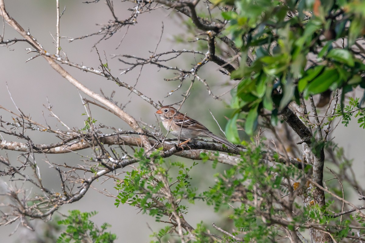 Field Sparrow - ML617309772