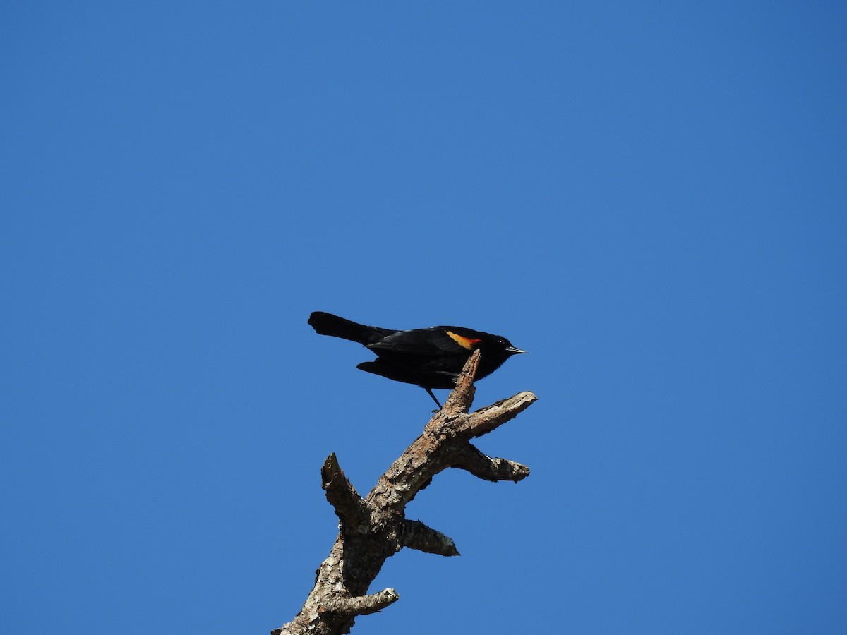 Red-winged Blackbird - Michael Weisensee
