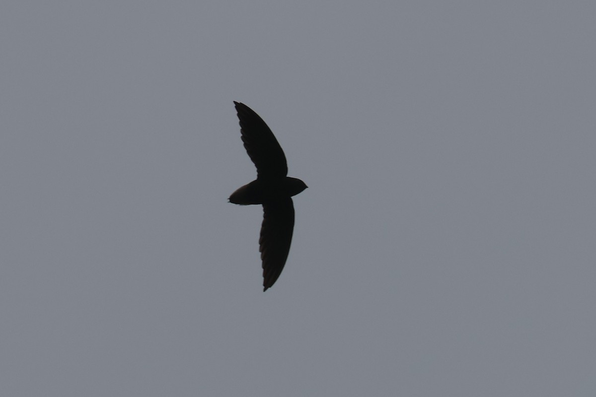 Short-tailed Swift - ML617310129
