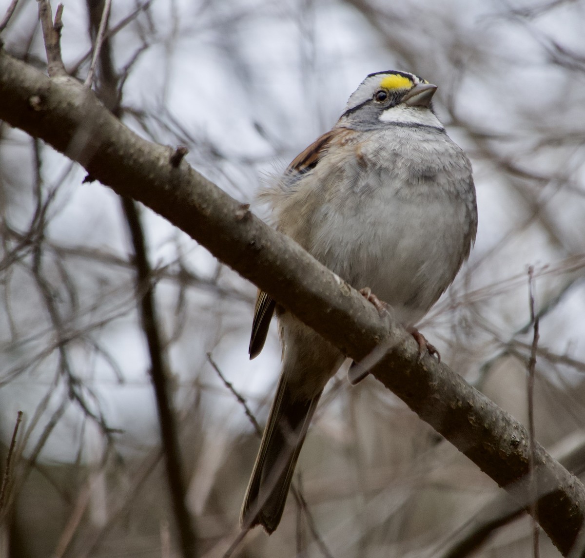 White-throated Sparrow - ML617310215