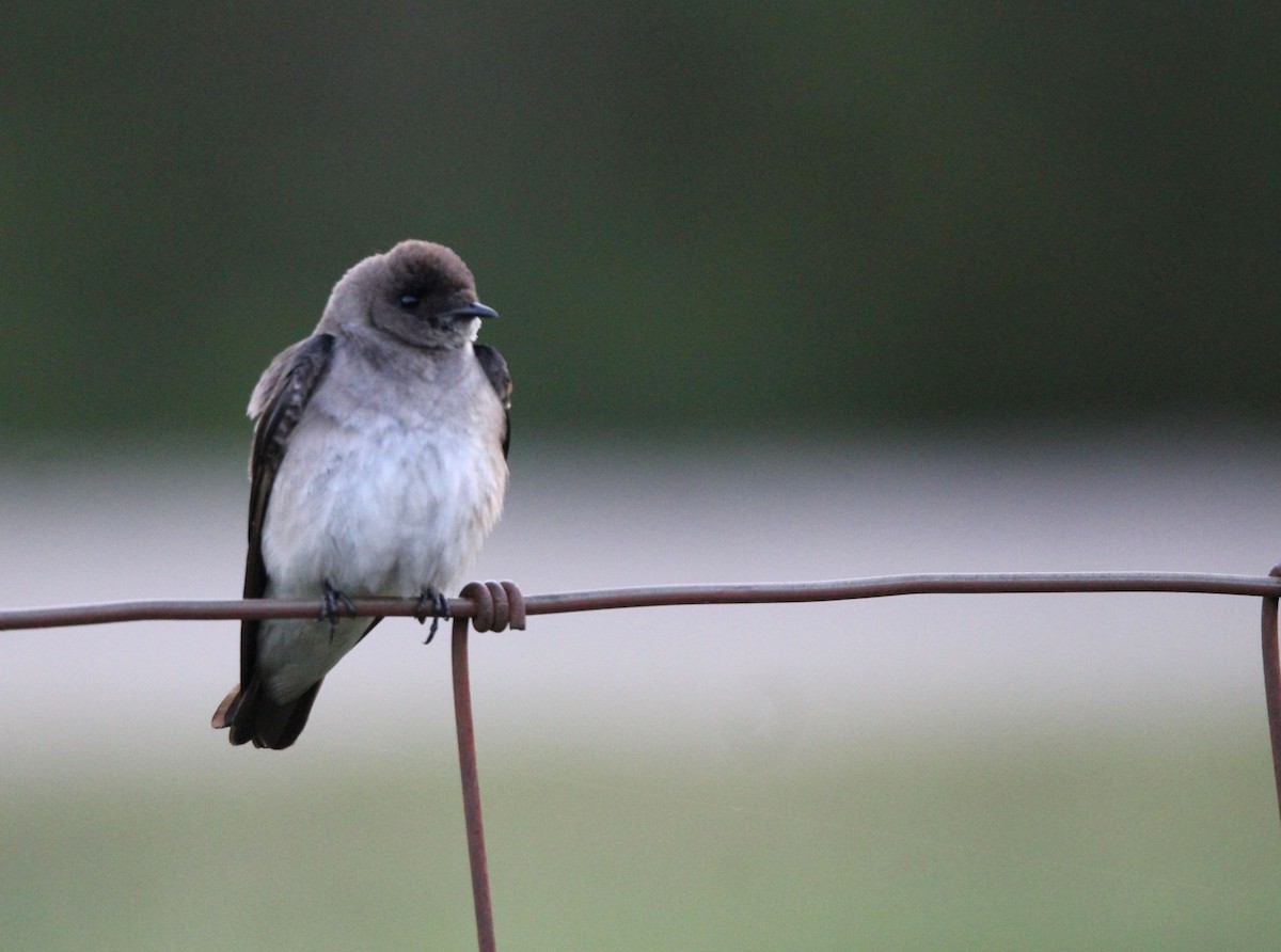 Northern Rough-winged Swallow - ML617310227