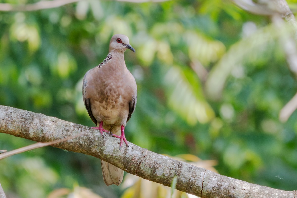 Spotted Dove (Western) - Mark Maddock