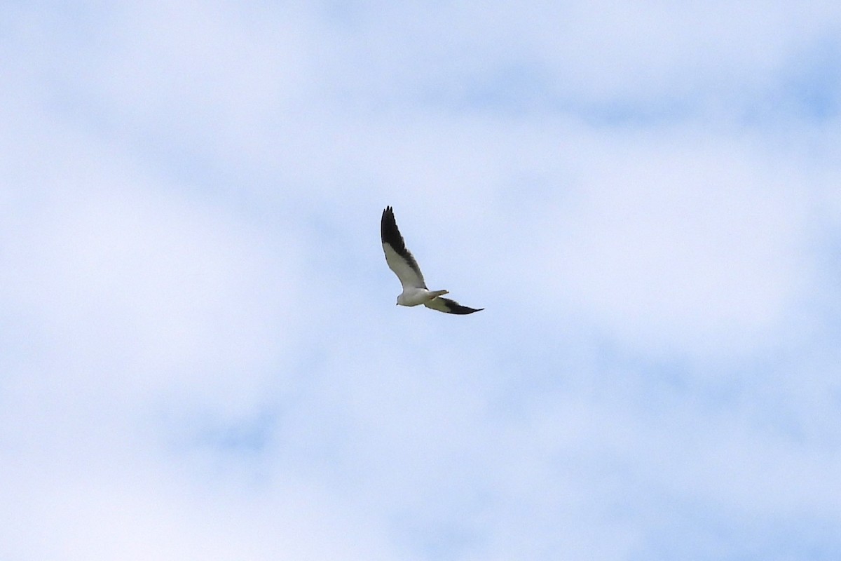 Black-winged Kite - ML617310314