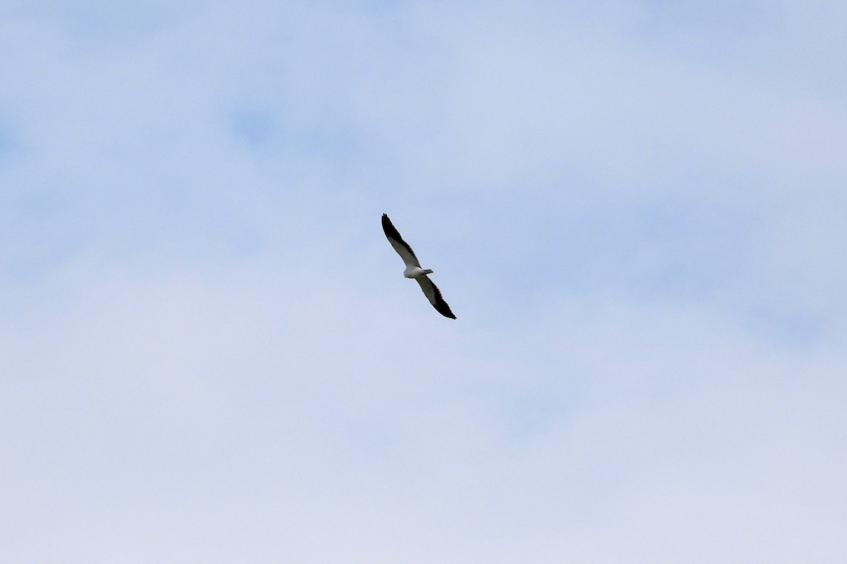 Black-winged Kite - ML617310318