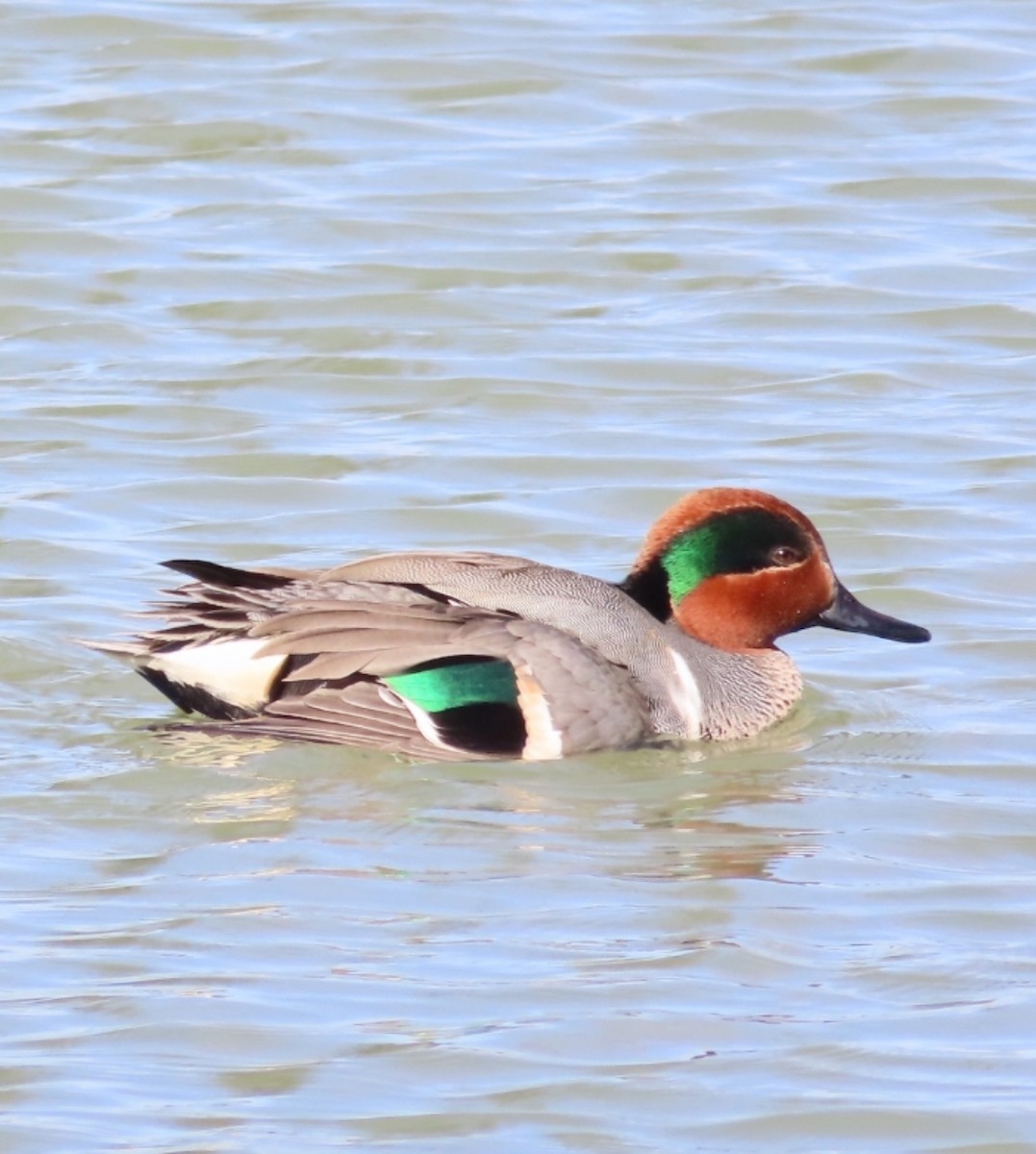 Green-winged Teal - ML617310326