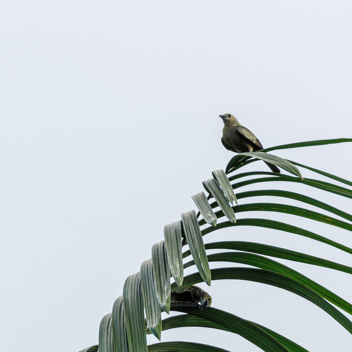 Palm Tanager - ML617310639